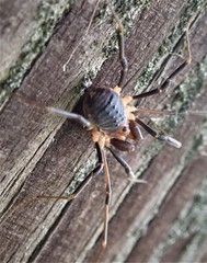 Protolophus tuberculatus