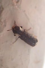 Amphicerus bimaculatus