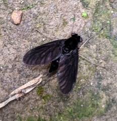 Chrysopilus velutinus