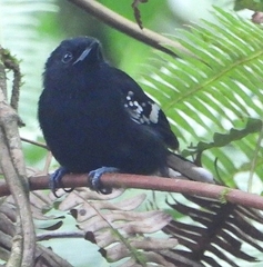 Dot-Winged Antwren photo 3