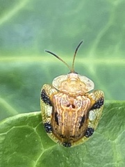 Laccoptera nepalensis