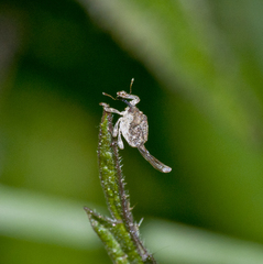 Parethelcus pollinarius