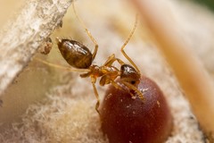 Nylanderia terricola