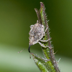Parethelcus pollinarius