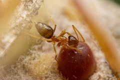 Nylanderia terricola