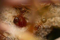 Nylanderia terricola