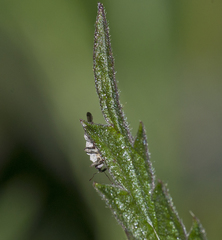 Parethelcus pollinarius