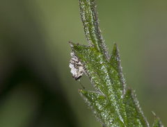 Parethelcus pollinarius