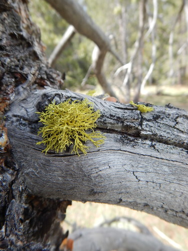 iNaturalist observation photo of wolf lichen