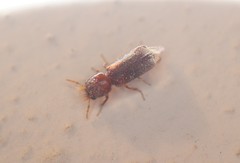 Scobicia chevrieri