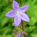Trailing Bellflower - Photo (c) Stan Shebs, some rights reserved (CC BY-SA)