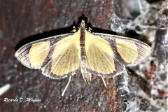 Phostria delilalis