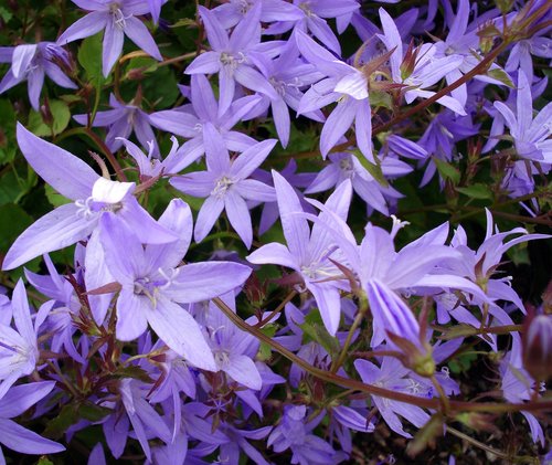 Trailing bellflower