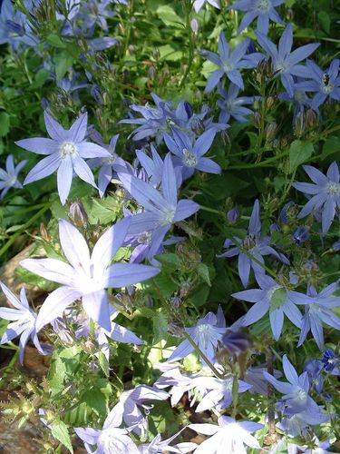 Trailing bellflower