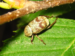Ectinohoplia rufipes