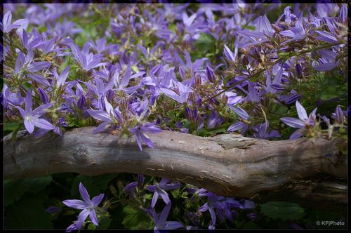 Trailing bellflower