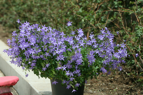 Trailing bellflower