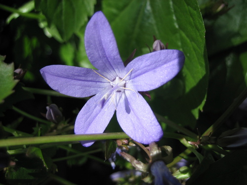 Trailing bellflower