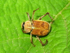 Ectinohoplia rufipes