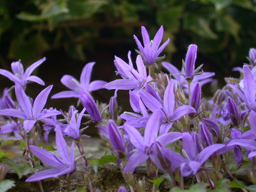 Trailing bellflower