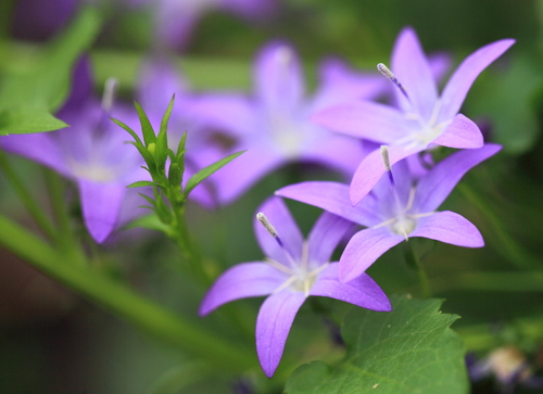 Trailing bellflower