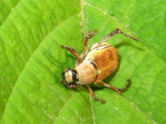 Ectinohoplia rufipes