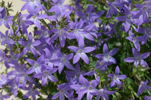 Trailing bellflower