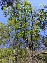 Juglans mollis