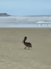 Pelecanus occidentalis