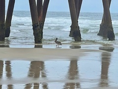 Pelecanus occidentalis