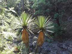 Yucca carnerosana