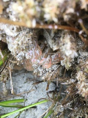 Clavelina