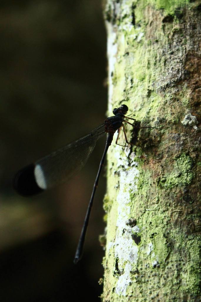 Zoe Waterfall Damsel