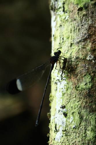 Zoe Waterfall Damsel