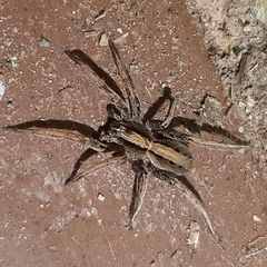 Centroctenus brevipes