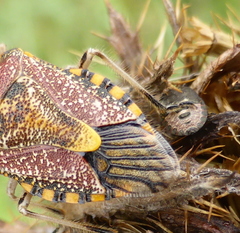 Agonoscelis versicoloratus