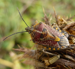 Agonoscelis versicoloratus
