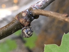 Kermesidae