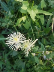 Clematis drummondii