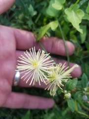 Clematis drummondii