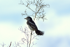 Alectrurus tricolor