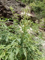 Cleome spinosa