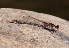 Hetaerina calverti