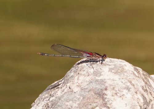 Caballito escarlata críptico (Hetaerina calverti)