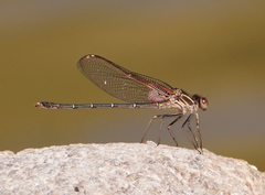 Hetaerina calverti