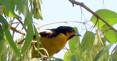 Icterus abeillei