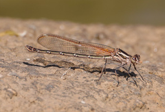 Hetaerina calverti