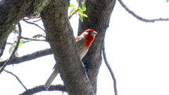 Haemorhous mexicanus