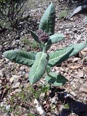 Asclepias otarioides