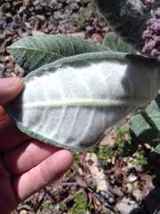 Asclepias otarioides